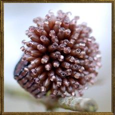 Firework ring - chocolate