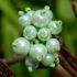 TARO lime green view2